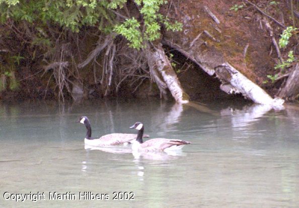 Alaska Highway : Liar Hot Springs - Toad River / Geese. Click to see full size image