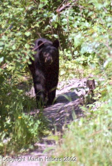 Alaska Highway : Fort Nelson - Prophet River / Lunchtime Visitor. Click to see full size image