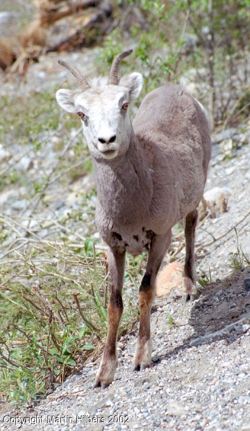 Alaska Highway : Toad River - Tetsa River / Stone Sheep. Click to see full size image