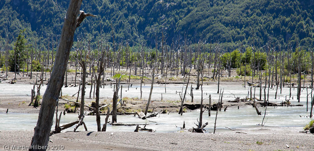 Carretera Austral: 28/12 Cerro Castillo - Bahia Murta / Dead forest - trees were killed by a volcanic eruption. Click to see full size image