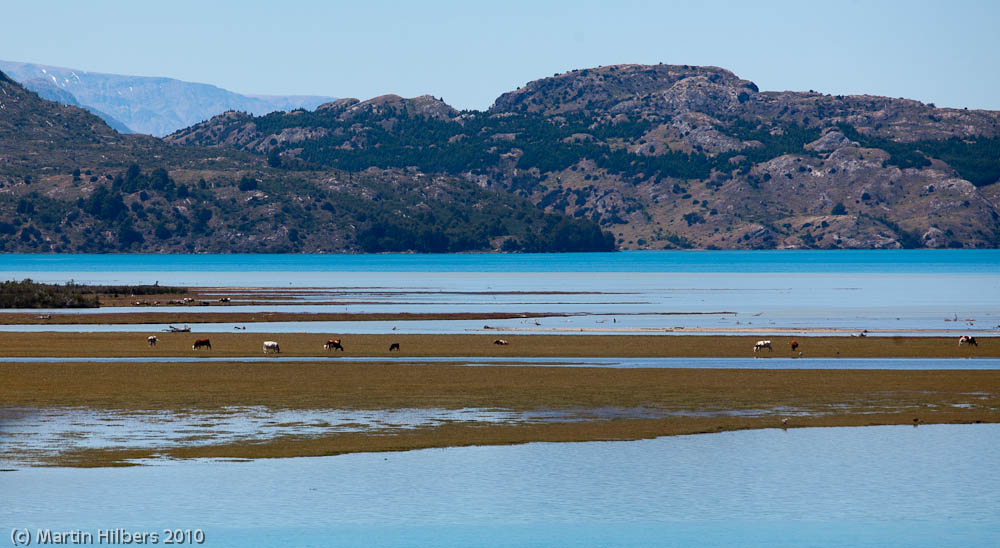 Carretera Austral: 29/12 Bahia Murta - Puerto Bertrand / Grazing Cattle along Lago Carrera. Click to see full size image