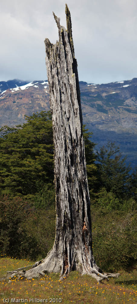 Carretera Austral: 31/12 near Cochrane - near Puerto Yungay / Dead tree. Click to see full size image