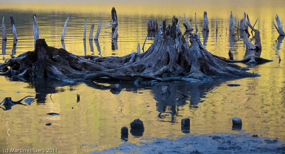 Carretera Austral: 06/01 Rio Cisnes - near Puerto Ouyuhuapi / Tree stumps in Lago Rizo. Click to see full size image