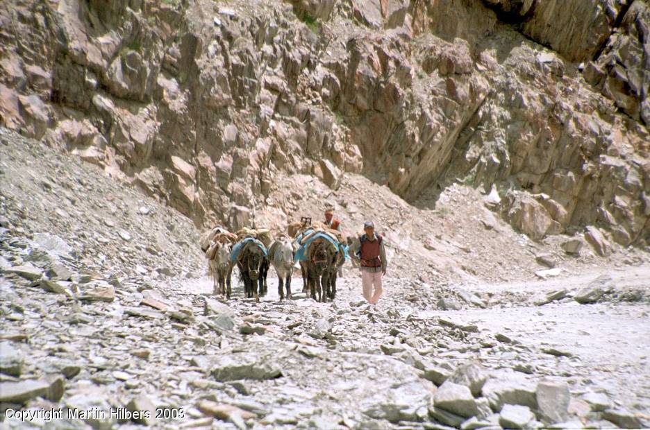 Indian Himalayas : Losar - Chhatru / Mule train on Kunzum La. Click to see full size image