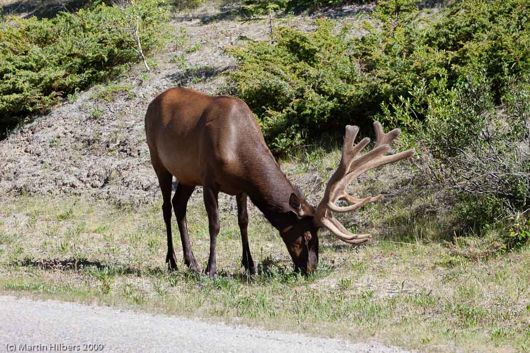 Jasper-Banff-Waterton-Glacier: 3 Jul: Jasper - Lake Maligne - Jasper / Deer. Click to see full size image