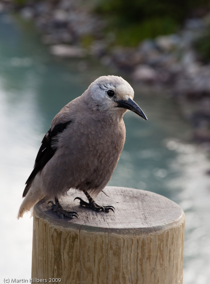 Jasper-Banff-Waterton-Glacier: 7 Jul: Lake Louise - Banff / Clarks Nutcracker. Click to see full size image