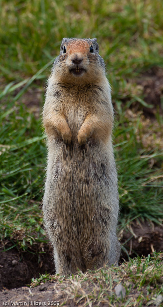 Jasper-Banff-Waterton-Glacier: 12 Jul: Carthew-Anderson Trail Hike / Columbian Groundsquirrel. Click to see full size image