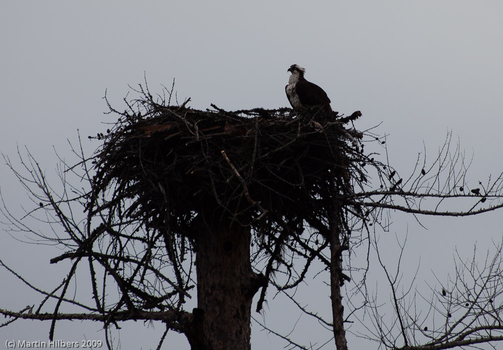 Jasper-Banff-Waterton-Glacier: 15 Jul: West Glacier - Whitefish / Osprey. Click to see full size image