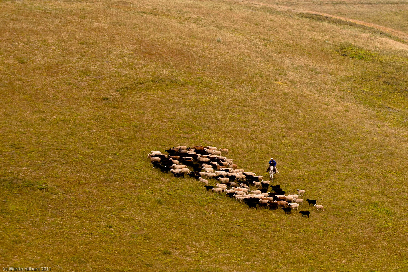 Kyrgyzstan: 29/8 Naryn - At Bashy - (Tash Rabat) / Herding sheeep. Click to see full size image
