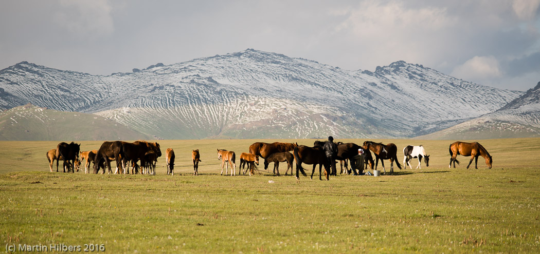 Kyrgyzstan: 24/06 Over Kara Keche to Song Kul / Horses near Song Kul. Click to see full size image