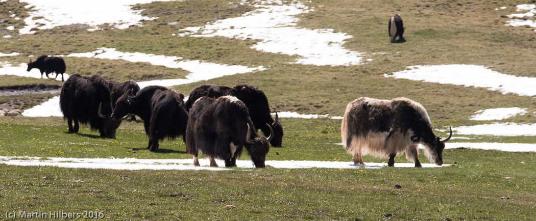 Kyrgyzstan: 25/06 Over Kalmak Asho towards Dolon Pass / Yaks near Kalmak Ashu. Click to see full size image