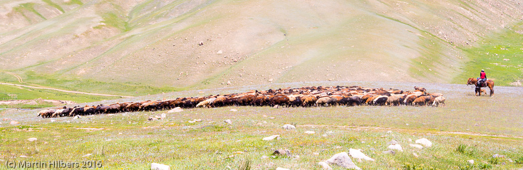Kyrgyzstan: 25/06 Over Kalmak Asho towards Dolon Pass / Herding sheep. Click to see full size image