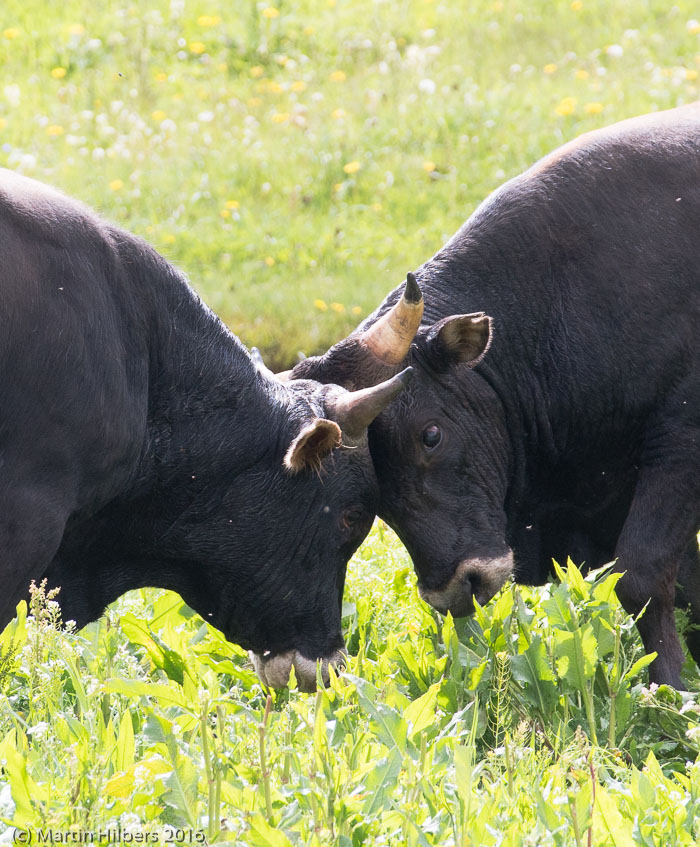 Kyrgyzstan: 26/06 Across Dolon Pass into Solton Sary Valley / Fighting Bulls. Click to see full size image