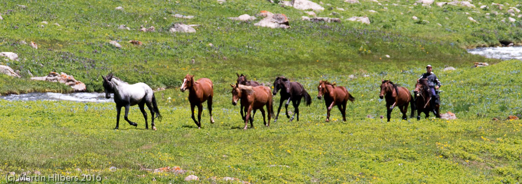 Kyrgyzstan: 26/06 Across Dolon Pass into Solton Sary Valley / Rounding up horses. Click to see full size image