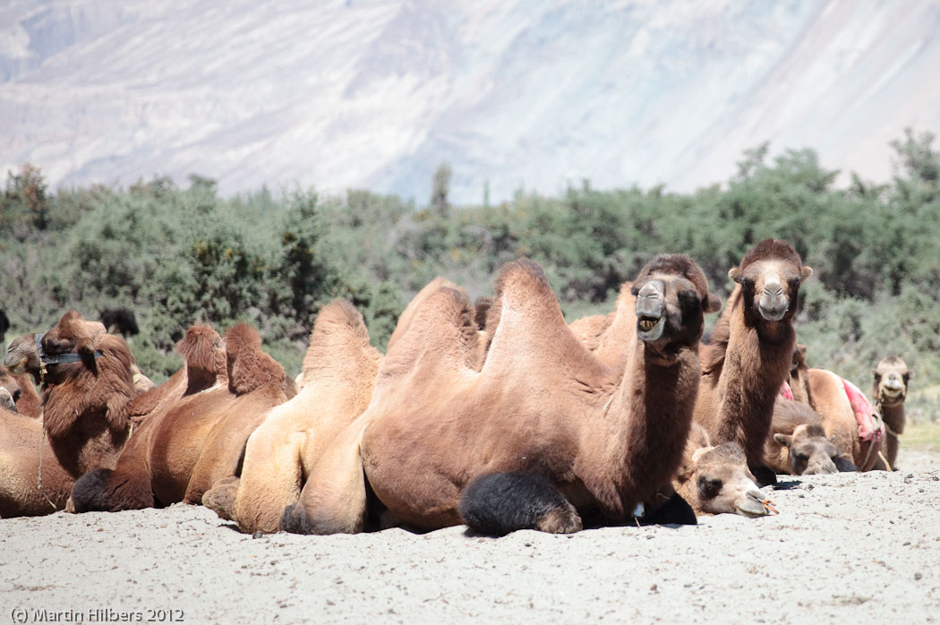 Ladakh: 1/9 Khalsar - Hunder vv / Hunder camels. Click to see full size image