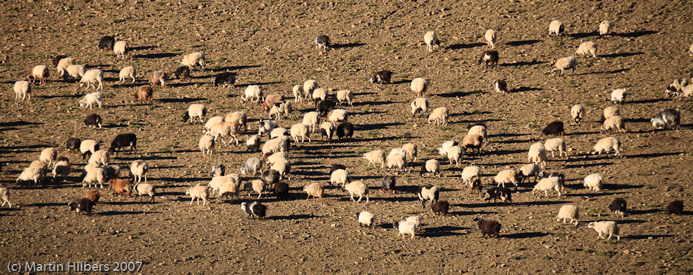 Lhasa Kathmandu : Tsamda - Lalung Chu / Grazing sheep near campsite. Click to see full size image