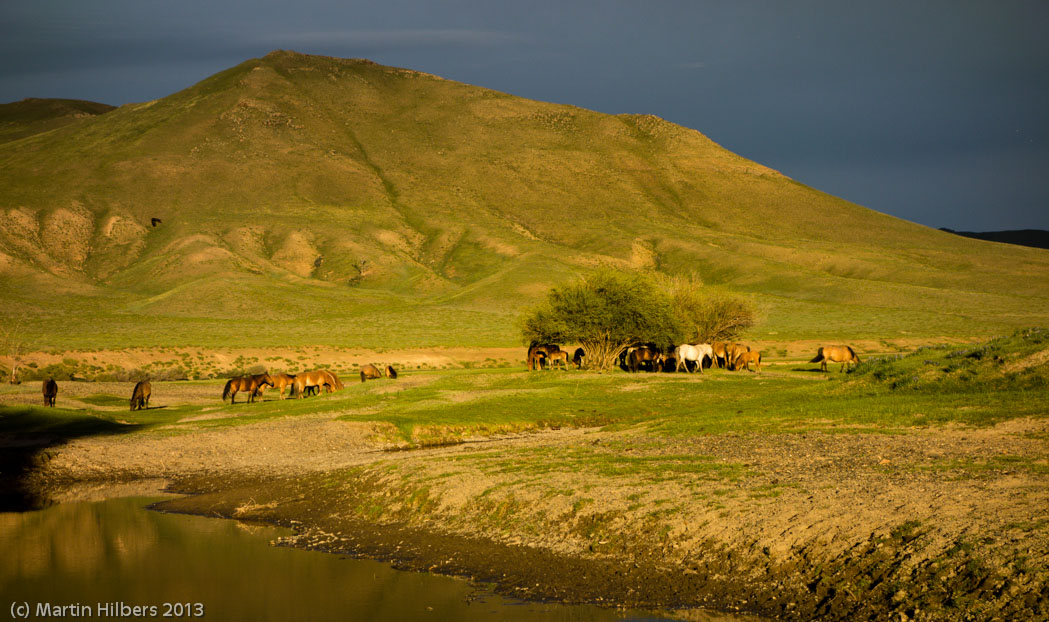 Mongolia: 6/6 Saikhan - Öldziyt / Horses at sunset near camp. Click to see full size image