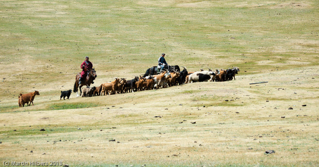 Mongolia: 10/6 Tsetserleg - Kumirnya Tusukhaley / Herding goats. Click to see full size image