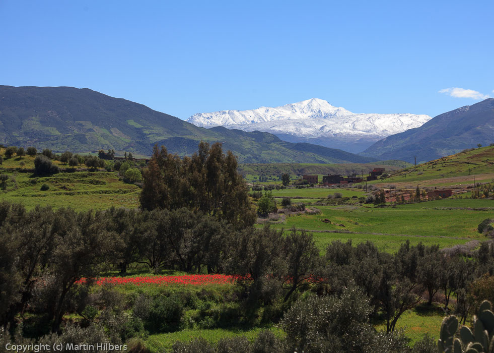 Morocco High Atlas and Jebel Sahro: 24/3 Marrakesh - Toufliat / Poppies, green fields and snow. Click to see full size image