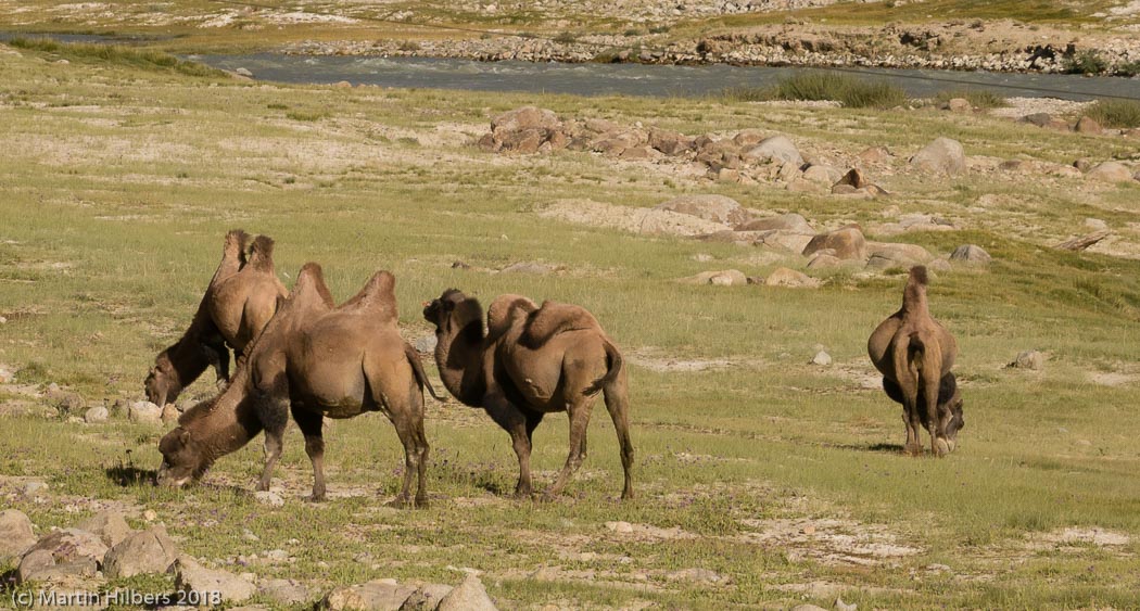 Pamirs : Langar - Khargush / Camels. Click to see full size image