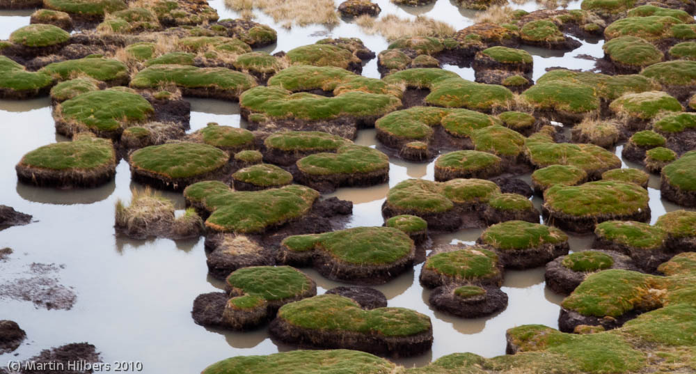 Peru: 4/9 Calca - Lares / Mossy pond. Click to see full size image