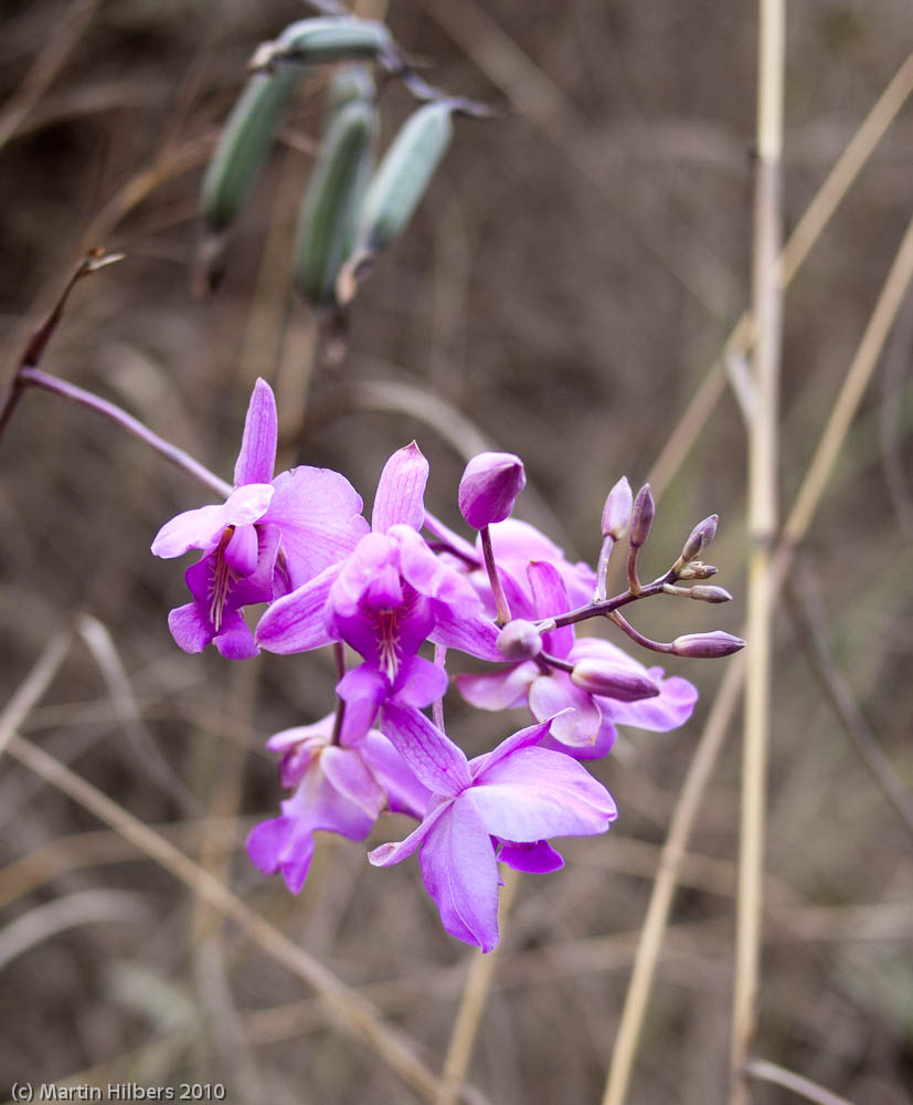 Peru: 6/9 Quebrada Honda - Quillabamba / Roadside Orchid. Click to see full size image