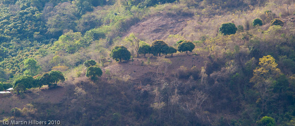 Peru: 6/9 Quebrada Honda - Quillabamba / Tree lined ridge. Click to see full size image