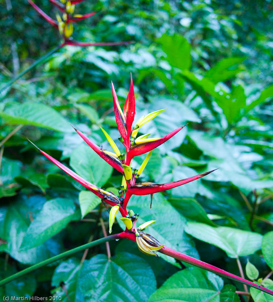 Peru: 8/9 Walk to Machu Picchu / Heliconia. Click to see full size image