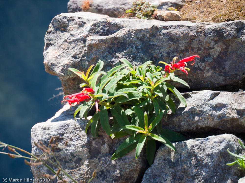 Peru: 8/9 Walk to Machu Picchu / Inca wall flower. Click to see full size image