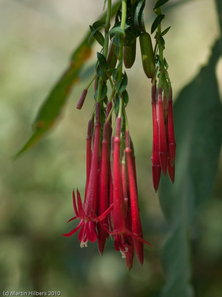 Peru: 8/9 Walk to Machu Picchu / Fuchsia. Click to see full size image
