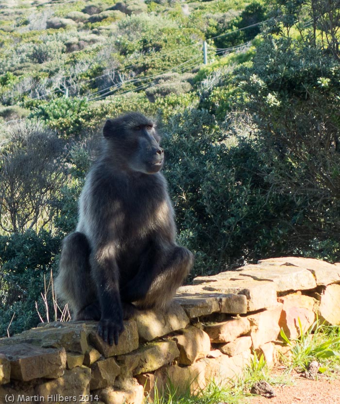 Victoria Falls - Cape Town: 6/6 Cape of good Hope / Cape Baboon. Click to see full size image