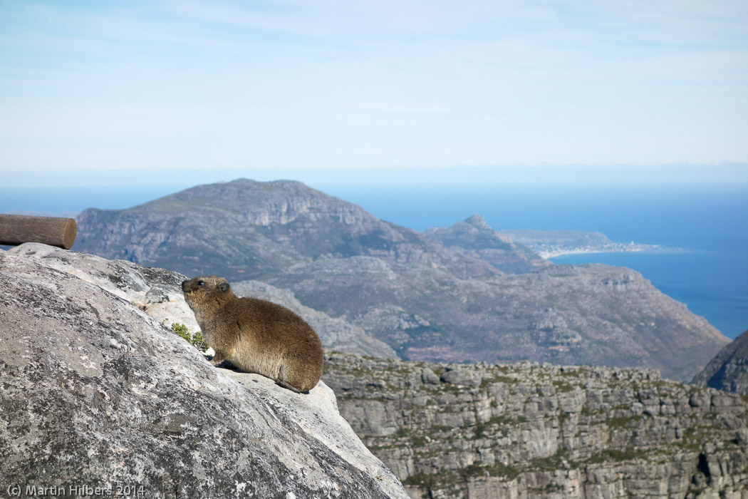 Victoria Falls - Cape Town: 7/6 Cape Town / Dassie on table mountain. Click to see full size image