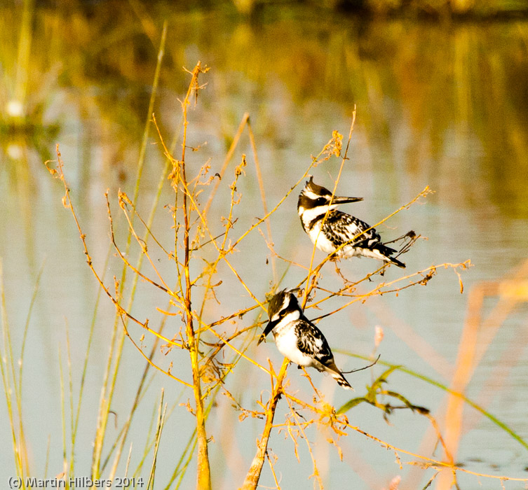 Victoria Falls - Cape Town: 23/5 Moreni - Maun / Pied Kingfishers. Click to see full size image
