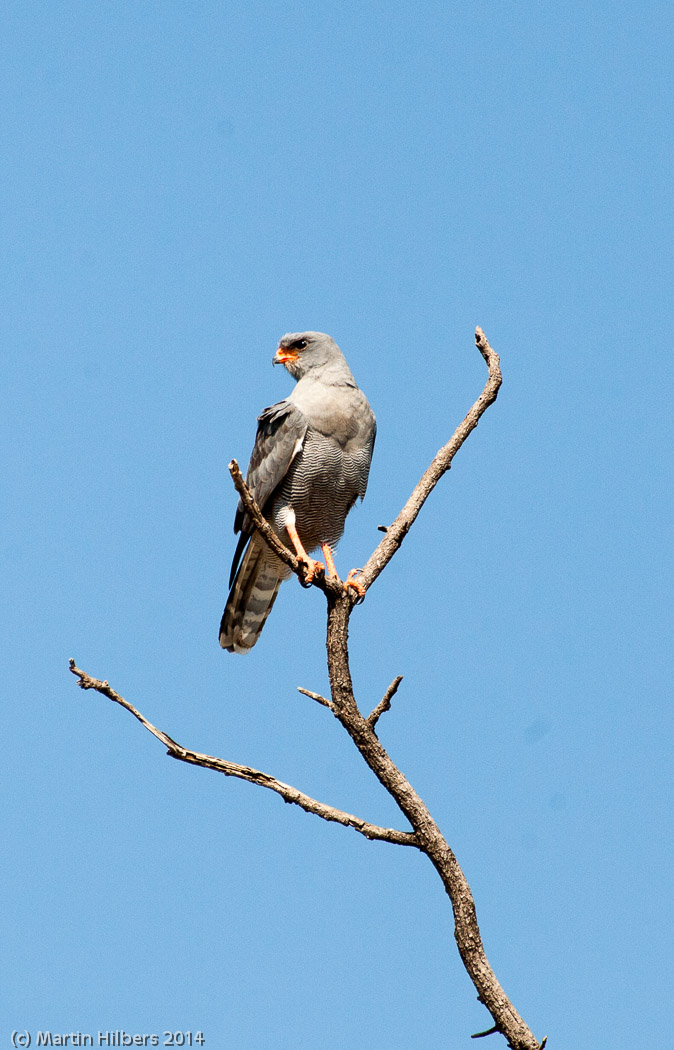 Victoria Falls - Cape Town: 23/5 Moreni - Maun / Dark Chanting Goshawk. Click to see full size image