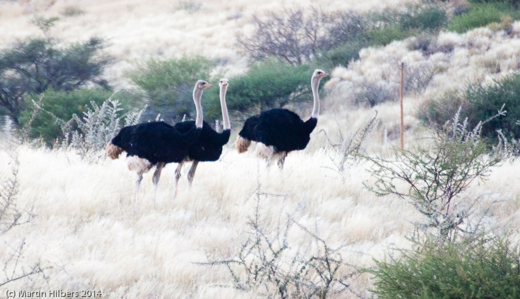 Victoria Falls - Cape Town: 27/5 Rooisand - Sesriem / Ostriches. Click to see full size image