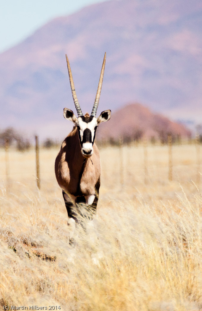 Victoria Falls - Cape Town: 30/5 Betta - Kanaan Camp / Oryx. Click to see full size image